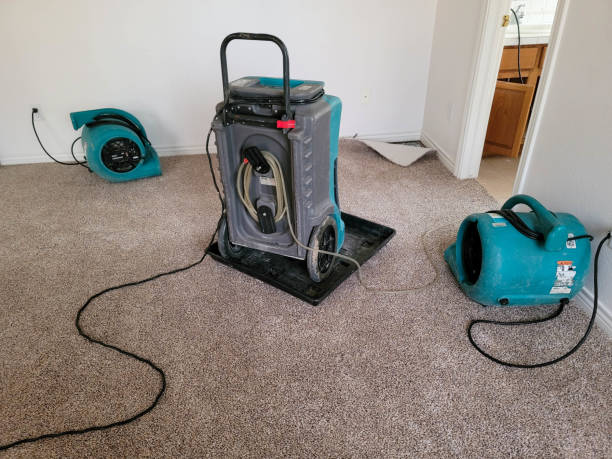 Best Mold removal after water damage  in Olean, NY