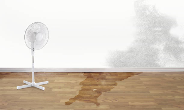 Best Water damage restoration near me  in Olean, NY